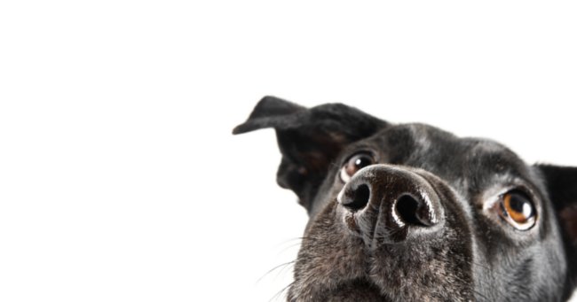 begging dog Give A Dog A Treat